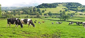 Panoramic of dairy cows