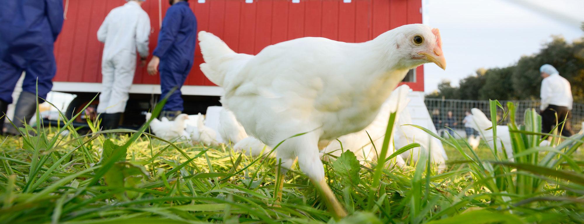 Vet Med Extension
